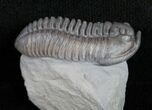 Beautiful D Flexicalymene Trilobite - #9217-1